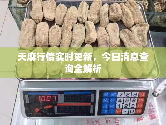 天麻行情实时更新，今日消息查询全解析