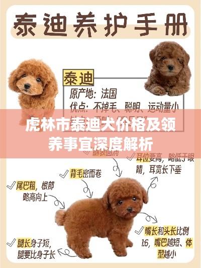 虎林市泰迪犬价格及领养事宜深度解析